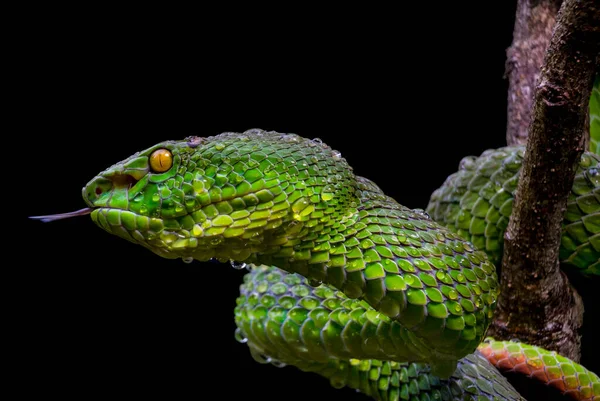 Una Serpiente Que Bonita Sol — Foto de Stock