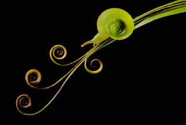 pretty snail walking on the thread clipart