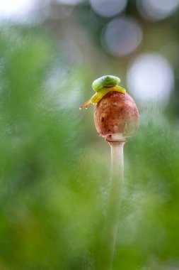 pretty snail walking on mushrooms clipart