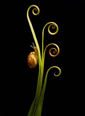 pretty snail walking on the thread clipart