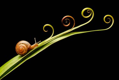 pretty snail walking on the thread clipart