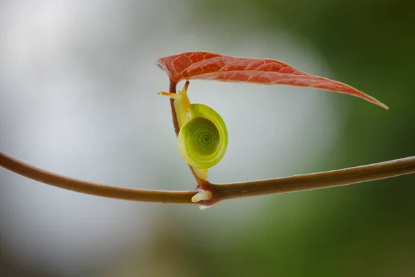 Graziosa Lumaca Che Cammina Sul Filo — Foto Stock