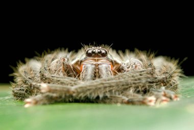 Avcı Örümcek güzellik uykusu