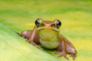 The tree frog is posing beautiful  clipart