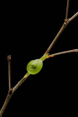 Green Snail (Rhinocochlis nasuta) as the name implies has a bright green shell is one type of snail from the mollusk group. This type of snail is found in dalugha plantations with humid environmental conditions and less exposure to sunlight clipart