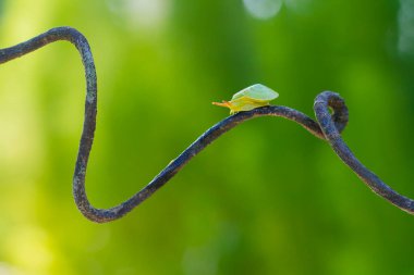 Green Snail (Rhinocochlis nasuta) as the name implies has a bright green shell is one type of snail from the mollusk group. This type of snail is found in dalugha plantations with humid environmental conditions and less exposure to sunlight clipart