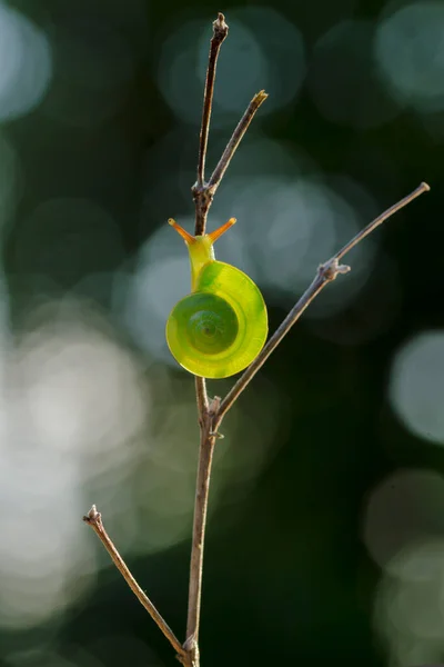 Escargot Vert Rhinocochlis Nasuta Comme Son Nom Indique Une Coquille — Photo