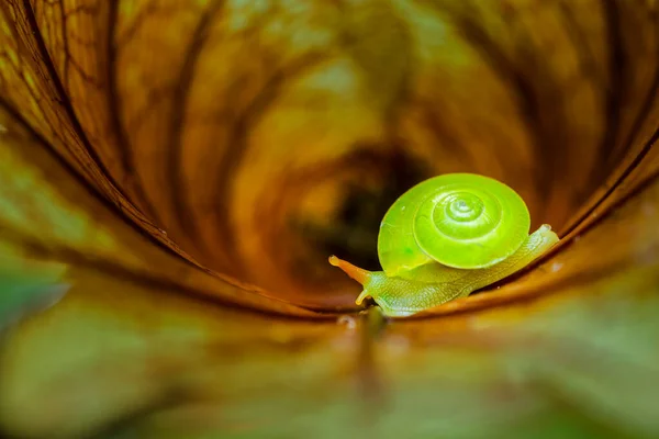 Escargot Vert Rhinocochlis Nasuta Comme Son Nom Indique Une Coquille — Photo