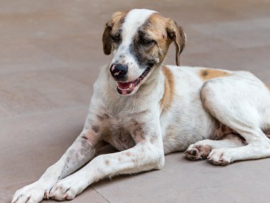 Taylandlı sokak köpeği