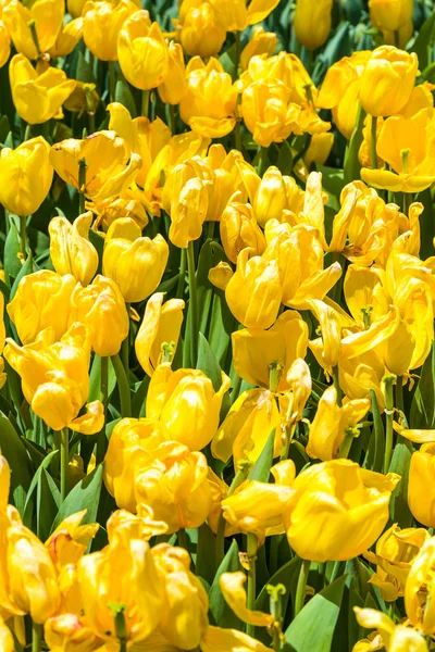 ピンクのチューリップの花 — ストック写真