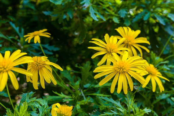 Yellow Flower Blossom — Stock Photo, Image