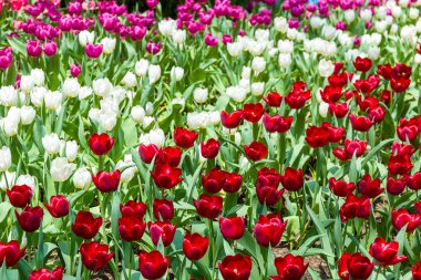 Renkli lale arka plan