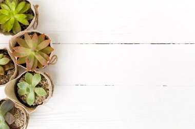 Çuval Pot arka plan bitki aranjmani