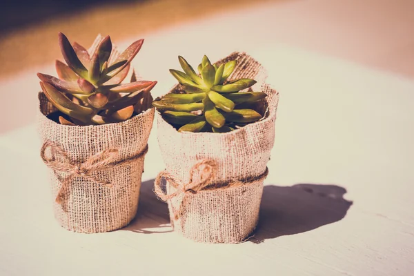 Vintage Kalanchoe planta em vaso — Fotografia de Stock