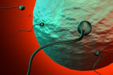 Fertilizasyon Sperm ve yumurta, 3d render