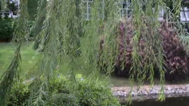 Rüzgar arka tarafından üflenir Willow