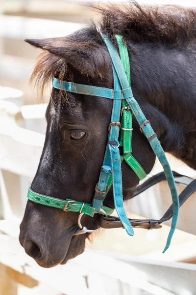 Tiro en la cabeza del retrato de caballo — Foto de Stock