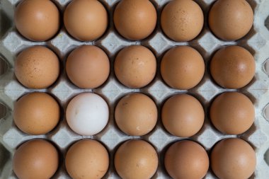 liderlik kavramı: beyaz yumurta grubundan outstanding 