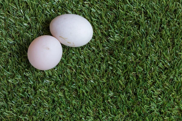 우정 개념: 나란히 두 개의 계란 거짓말 — 스톡 사진