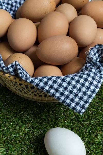 Концепция меньшинства: одно белое яйцо изолировано от группы бро — стоковое фото
