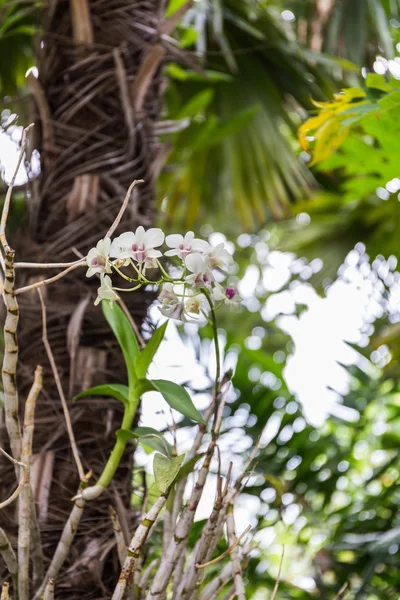 Orchidée blanche dans le jardin — Photo