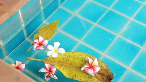 Fiori di plumeria galleggianti in acqua — Video Stock