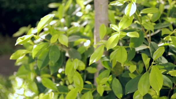 Banyan buisson dans le jardin — Video