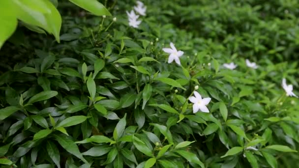 Gardenia Bush dmuchane przez wiatr — Wideo stockowe