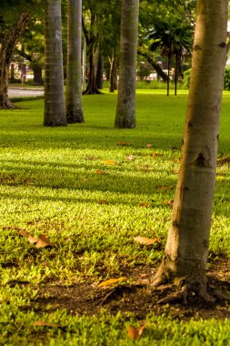 Sakin kavramı arka plan / sakin kavramı / sakin kavramı resimli Park sahne tarafından