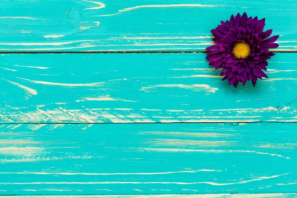 Lila virág háttér / lila virág / lila virág szüreti háttér — Stock Fotó
