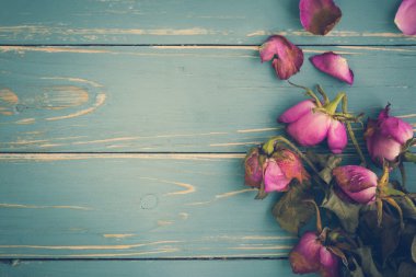 Çiçek antika arka plan Solana / çiçek Vintage Solana / antika arka plan üzerinde çiçek solgunluk