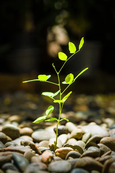 繁荣概念抽象 / 繁荣概念 / 繁荣概念摘要说明了新芽 — 图库照片