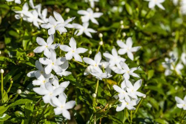 beyaz çiçek arka plan