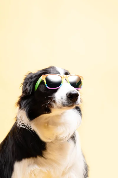 Border Collie Sunglasses Rainbow Flag Yellow Background Lgtb Copy Space — Stock Photo, Image