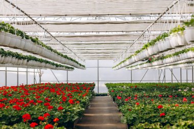 Renkli sardunyalarla dolu bahar serası iş için hazır.