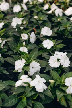 Stephanotis bitkisi veya Madagaskar yasemini, dekoratif ya da süs çiçeği olarak yetiştirilmiş, düğün buketlerinde popüler bir element, serada yetişiyor.