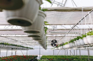 Çiçek standında satılık çiçek sepetleri