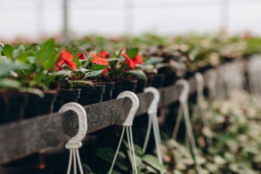 Bahçedeki saksılarda farklı bitkiler var.