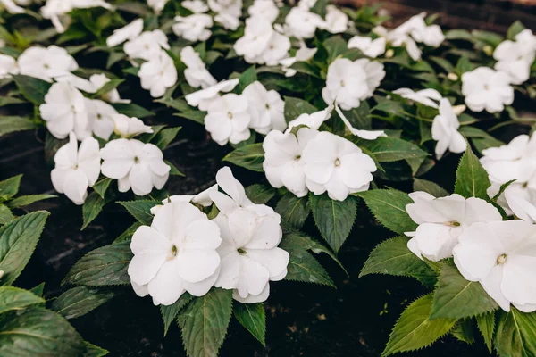 Madagaskar Jasmine (Stephanotis Floribunda) serada