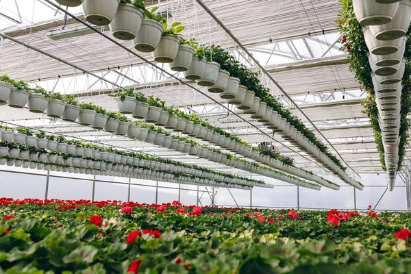 Blooming red flowers inside a garden center. Greenhouse