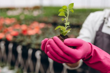 Çiftçinin eli taze ve taze bir bitkiyi tutuyor. Yeni yaşamın ve çevrenin korunmasının sembolü