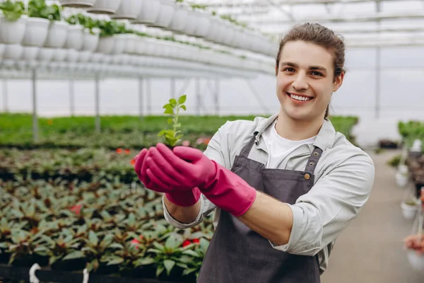 Serada genç bitkileri nakleden çekici bir genç adam. Çiçekçi.