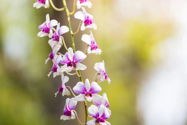 Beautiful flower dendrobium belchim orchid. — Stock Photo, Image