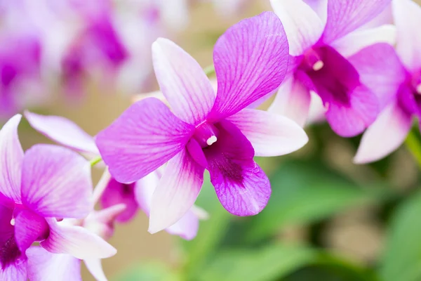 Beautiful flower dendrobium belchim orchids. — Stock Photo, Image