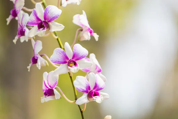 Beautiful flower dendrobium belchim orchid. — Stock Photo, Image