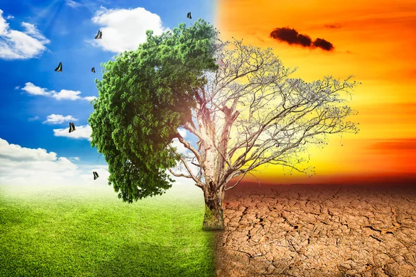 Miljömässiga begrepp, levande och döda stora trädet. — Stockfoto