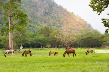 Yeşil bahçe dağ grupta Hourses.