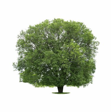 Beyaz arkaplanda izole edilmiş büyük ağaç.