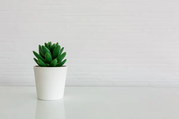 Planta Suculenta Vaso Sobre Mesa Branca — Fotografia de Stock