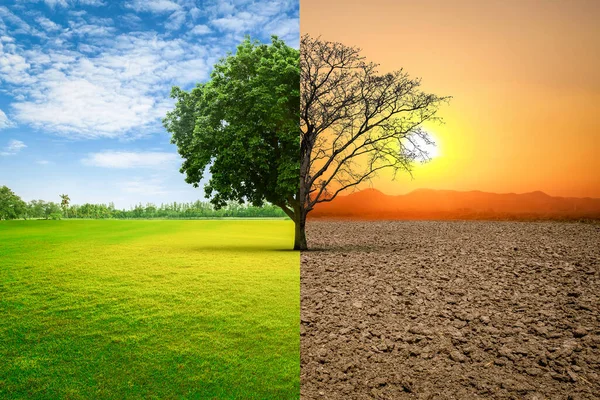 Environmental Global Warming Concepts Live Dead Big Tree — Stock Photo, Image